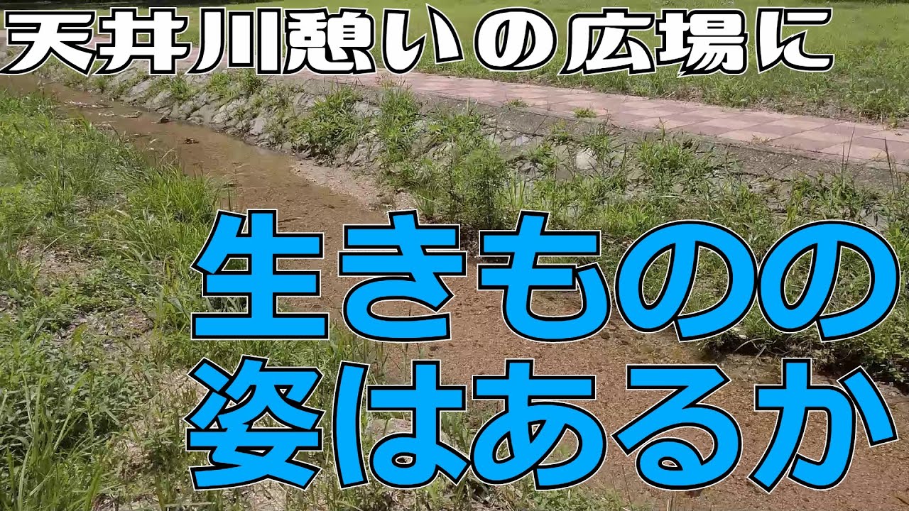 ぶらり #40 【神戸市須磨区】天井川憩いの広場に生きものはいるか。