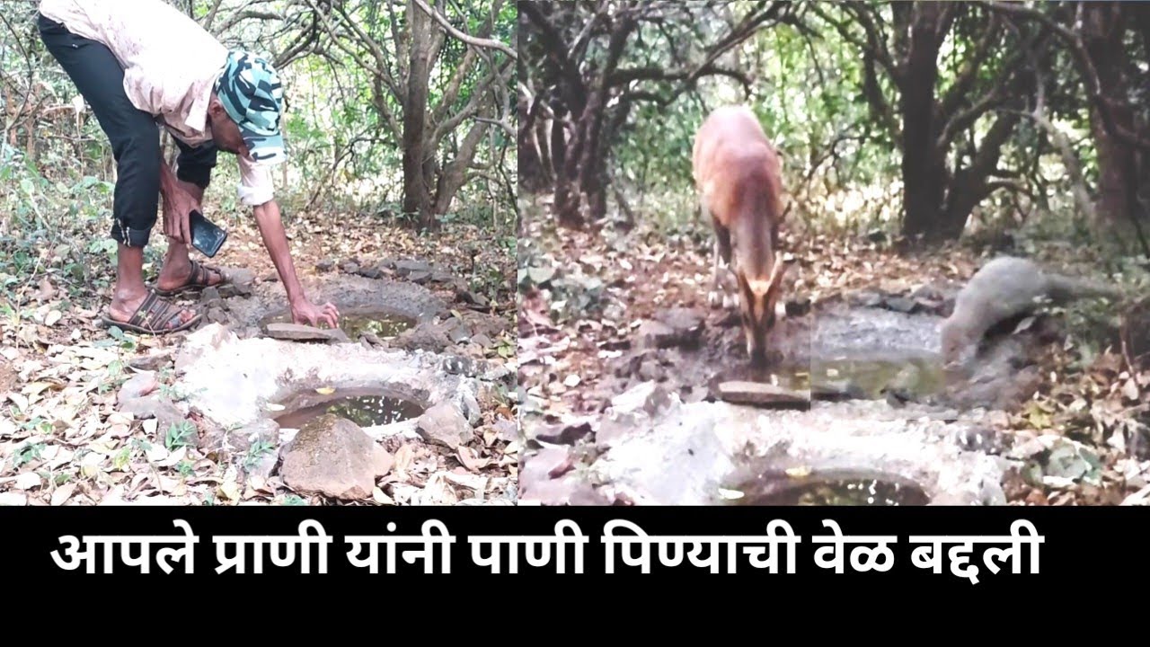आपले प्राणी यांनी पाणी पिण्याची वेळ बद्दली 