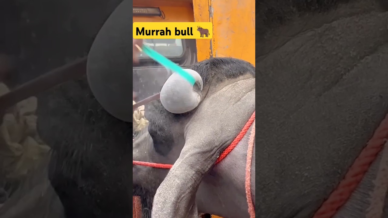#murraha #bull #attitude #cow #dairyfarm #farming #animals #farm #quality #ytshorts #shorts