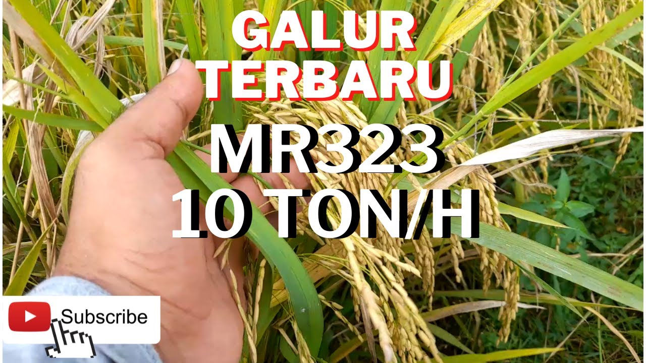 Deskripsi Padi MR323 | Galur Terbaru dengan Panen Melimpah
