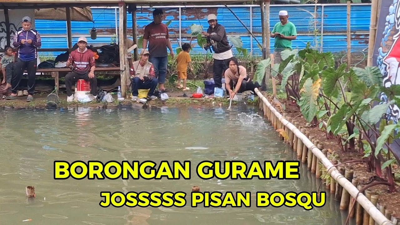 BORONGAN IKAN GURAME ,,,,NYODOK PATOK LANGSUNG LEP ‼️ MANCING BORONGAN GURAME