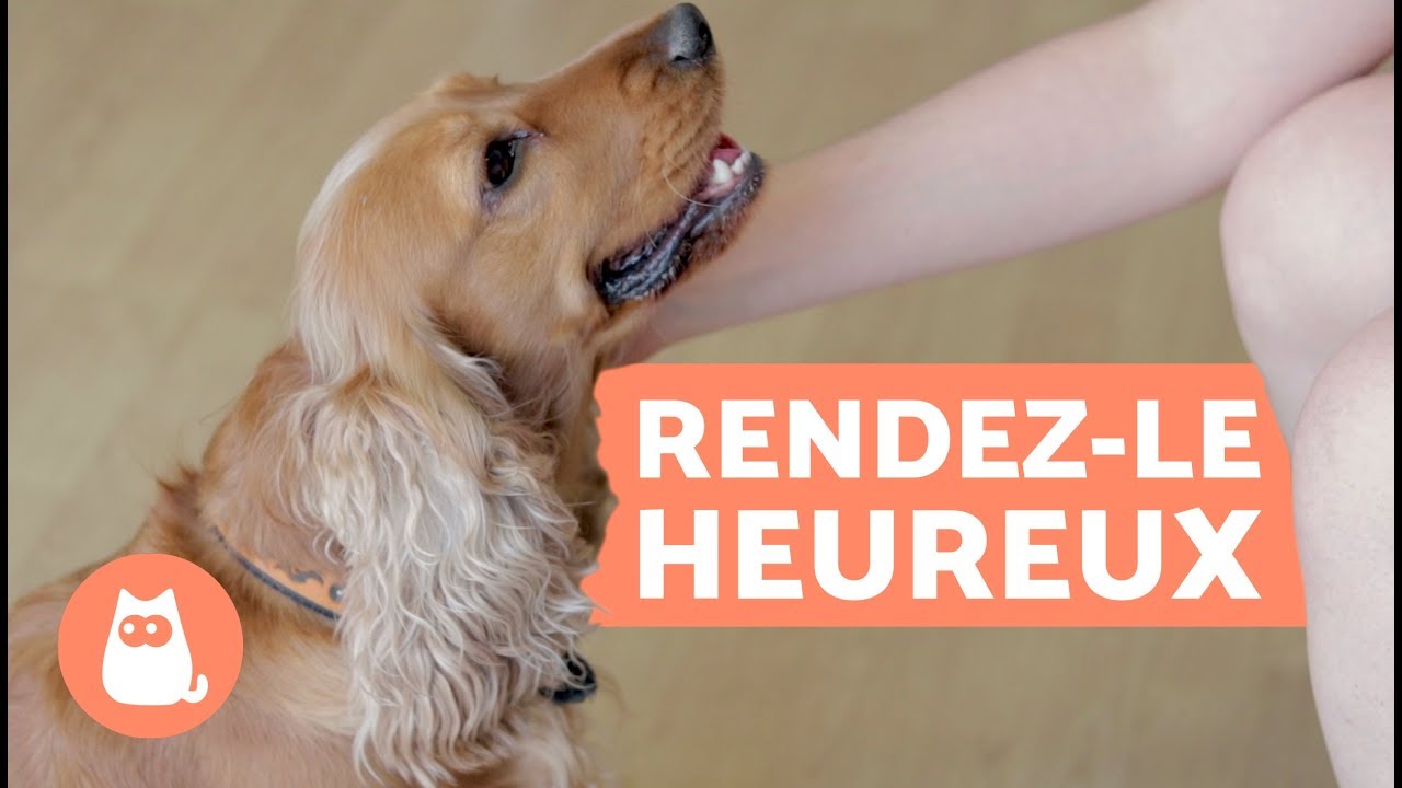 Comment rendre son chien heureux ? - 10 conseils clés !