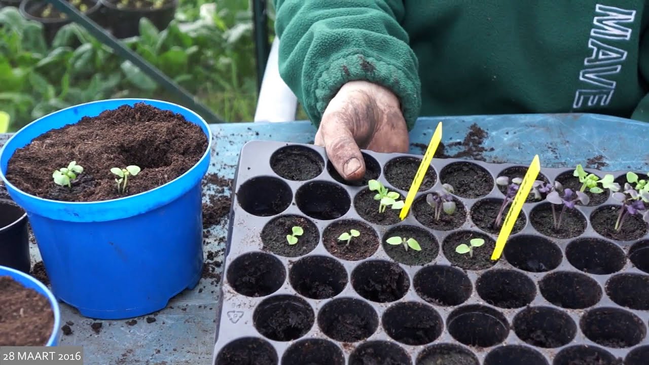 Toms Moestuin 2016 #19 : Basilicum verspenen in 15 cm potten