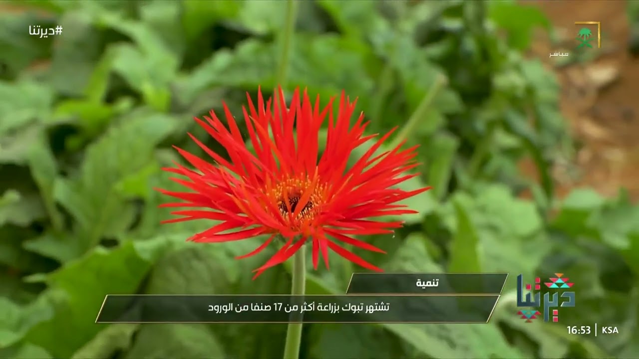 ديرتنا | زراعة الورود بتبوك استمرارية إنتاج الزهور وتوزيع إنتاجها على مدار العام