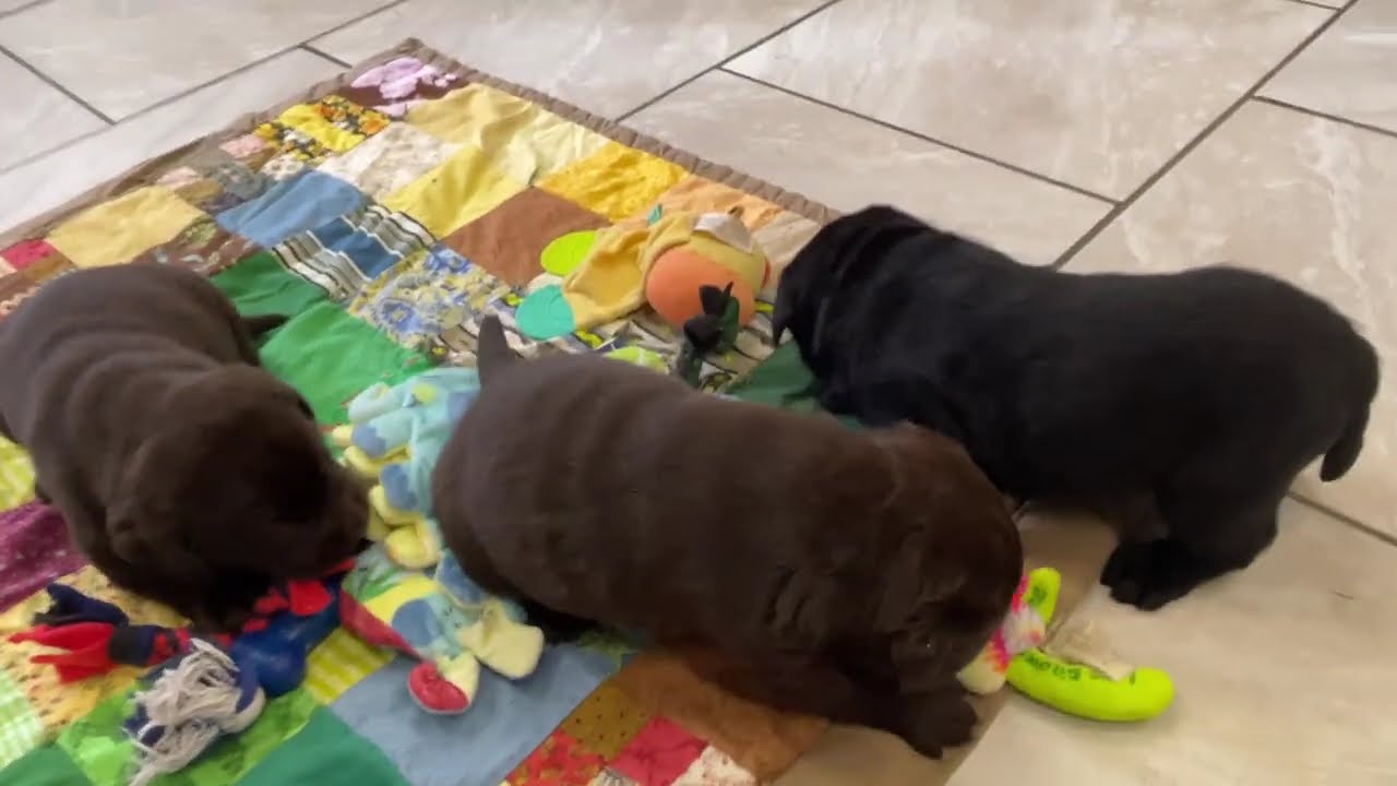 English Labrador Puppies in Michigan