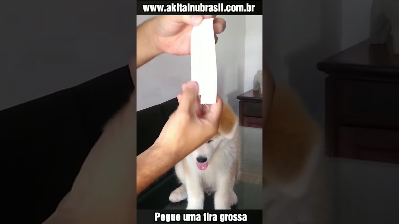 Como fazer a Tala na orelha do Akita