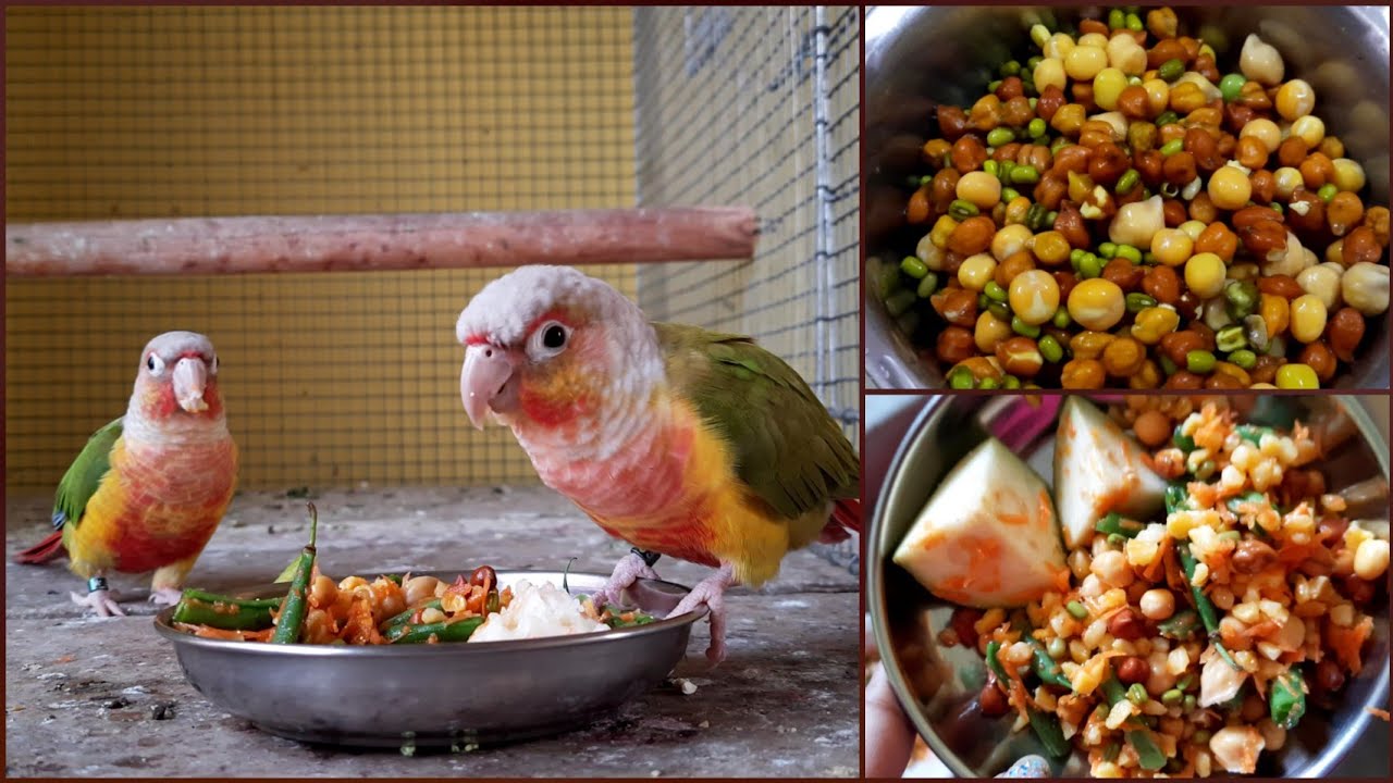 Soft Food For Pineapple Conure || Soft Food For Small Conures