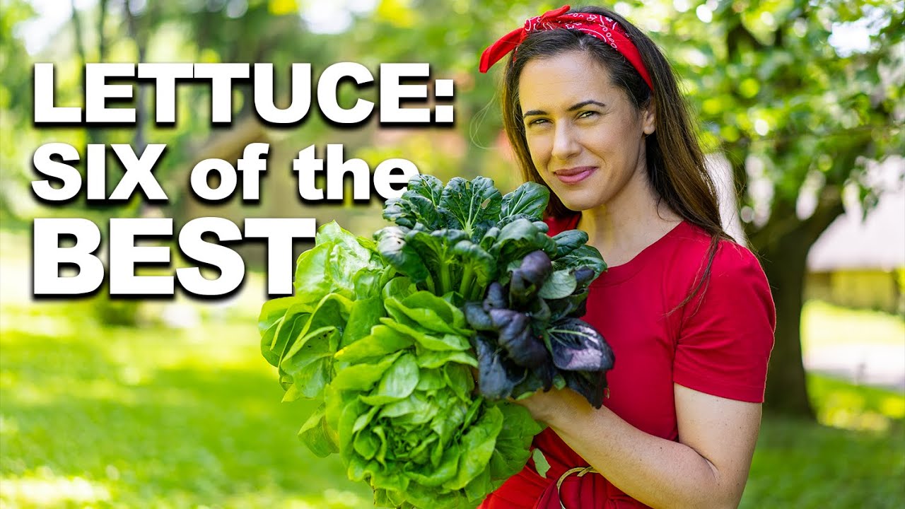 6 Amazing Heirloom Lettuces to Plant NOW for Fall