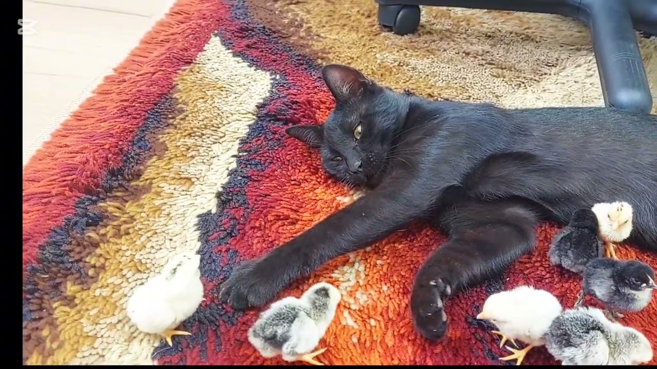 Rescued black cat nursing baby chicken like crazy
