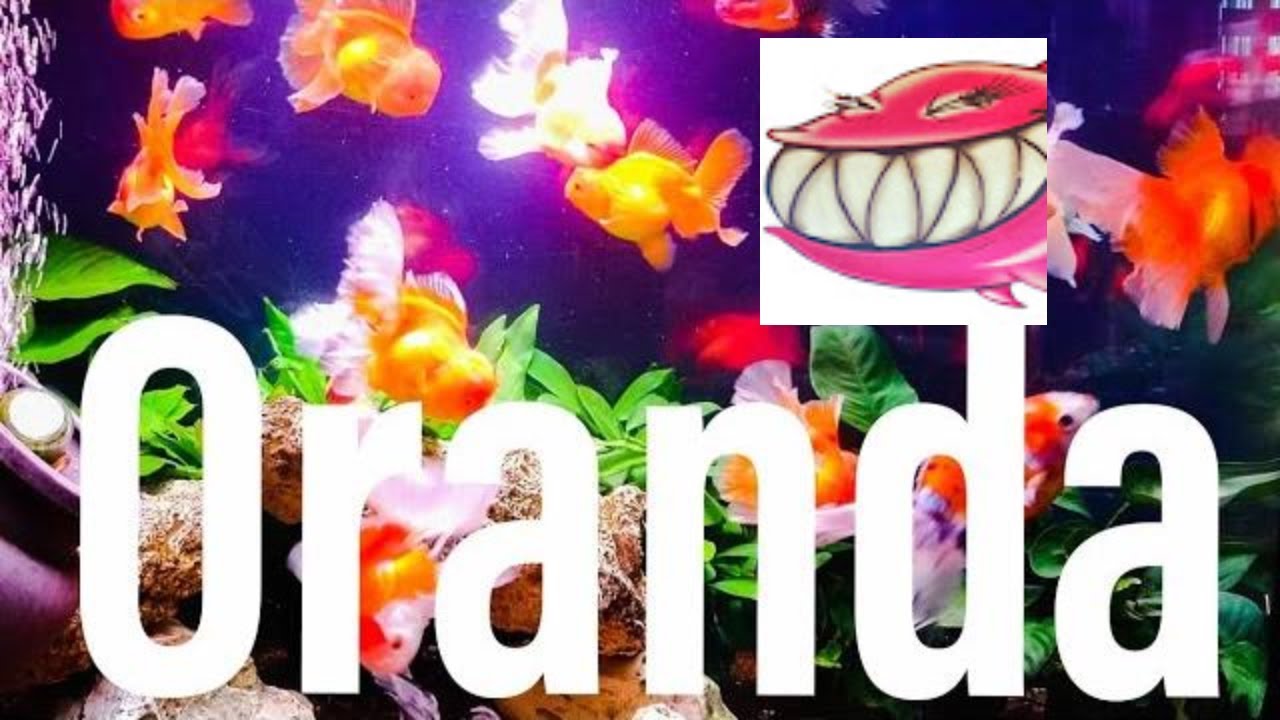 Acquario di Oranda!! Oranda testa di Leone, allevare gli oranda,come gestire un acquario di Oranda
