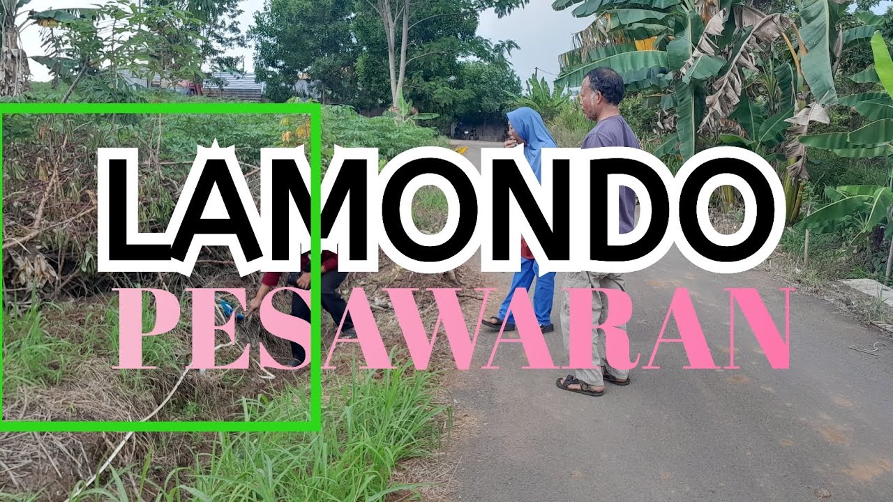 Msa # Lamondo