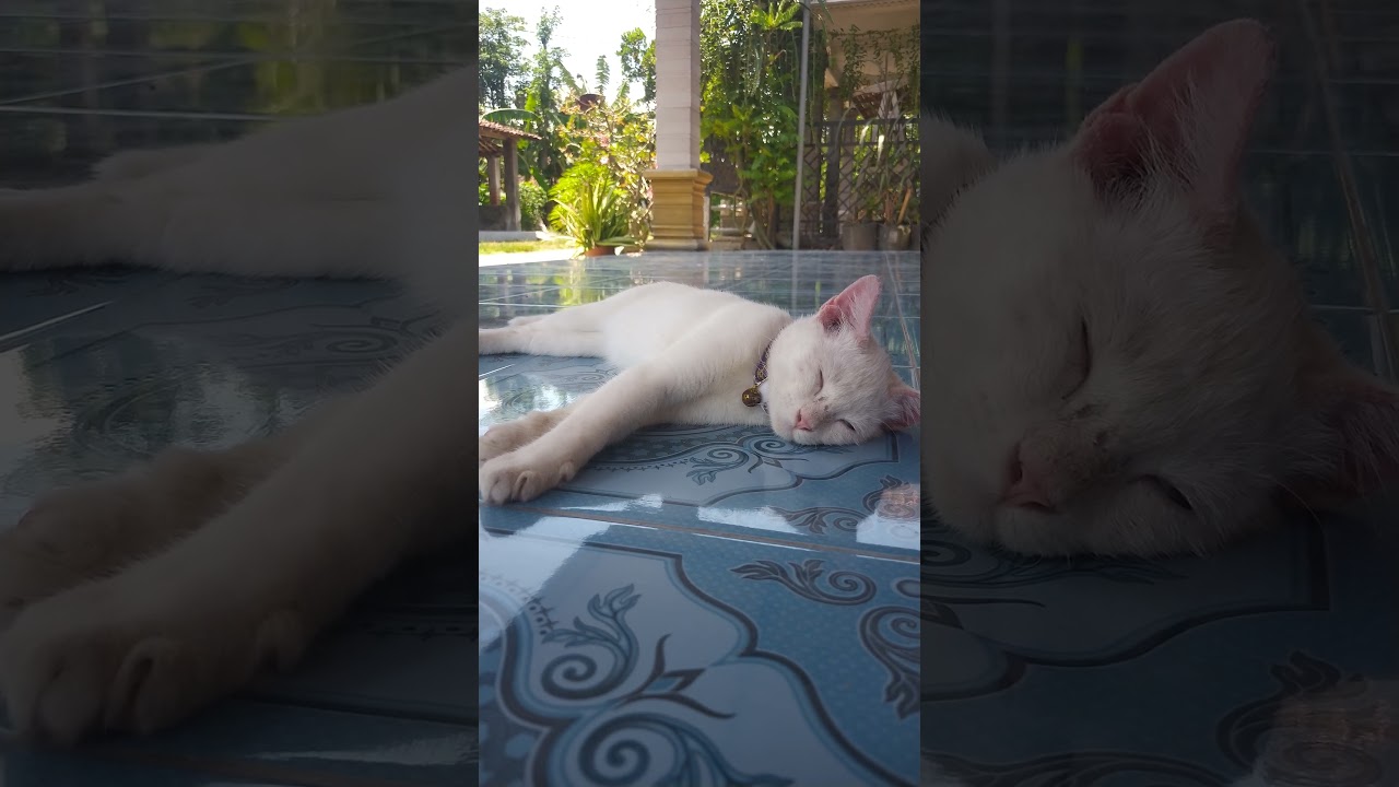 𝙅𝘼𝙉𝙂𝘼𝙉 𝘿𝙄𝙂𝘼𝙉𝙂𝙂𝙐 😹😸#kucinglucu #kucingpintar