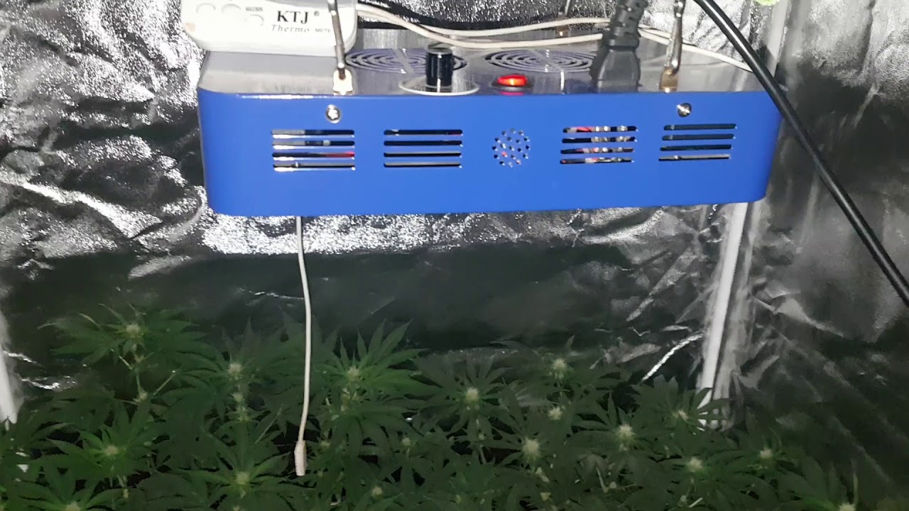 Critical Super Silver Haze LED Grow bloom day 22 week 3. Mark