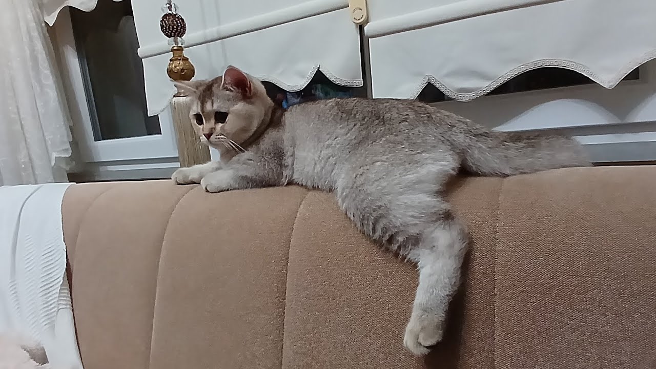 Watch The Funny Cats Video #funnycats 