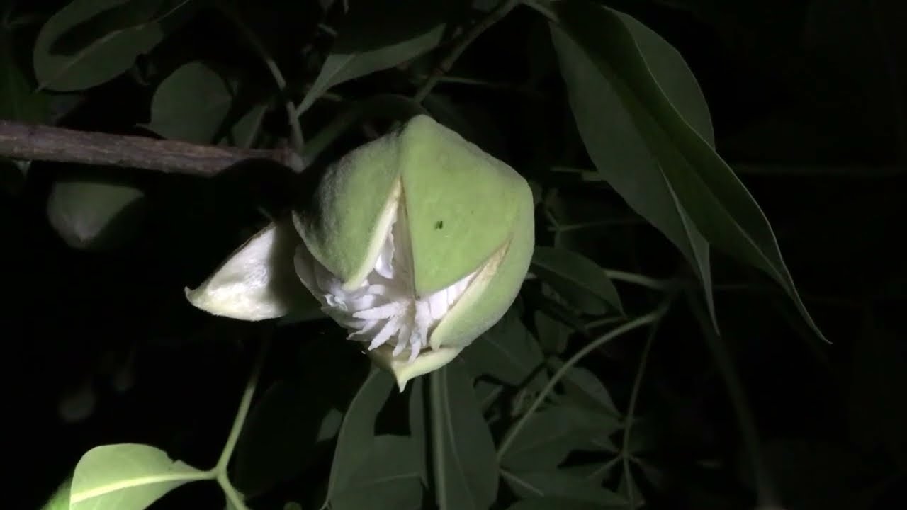 Baobab flower opening