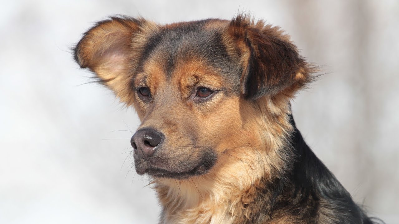 Professional Dog Training Instruction Lexington Kentucky - Sample Session