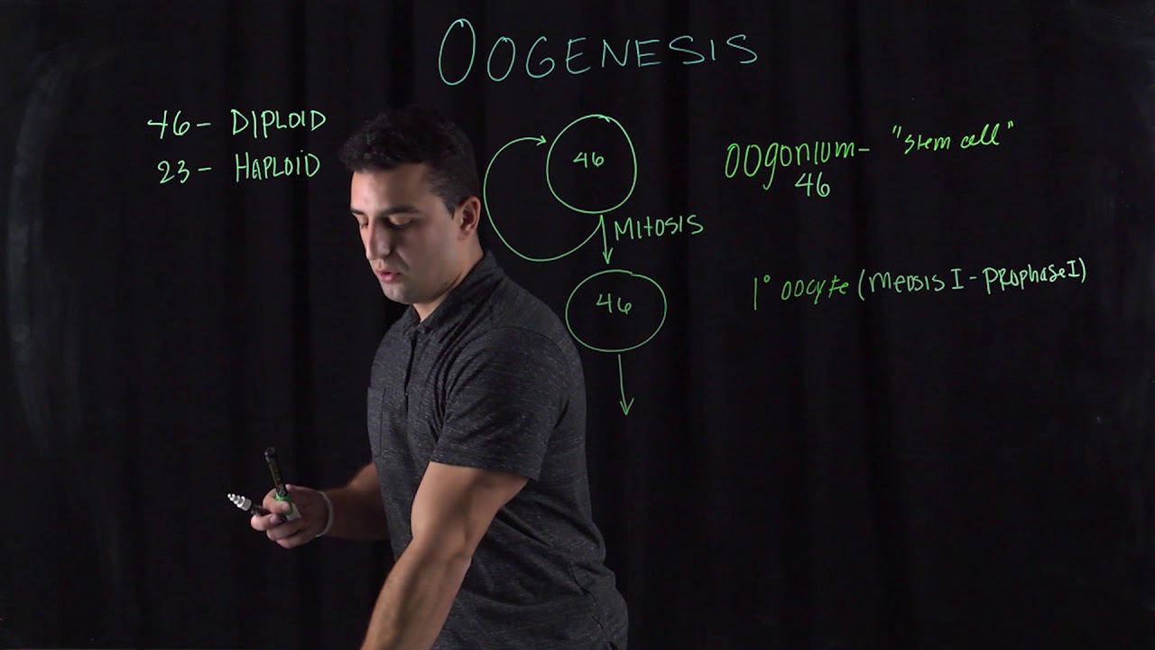 Oogenesis