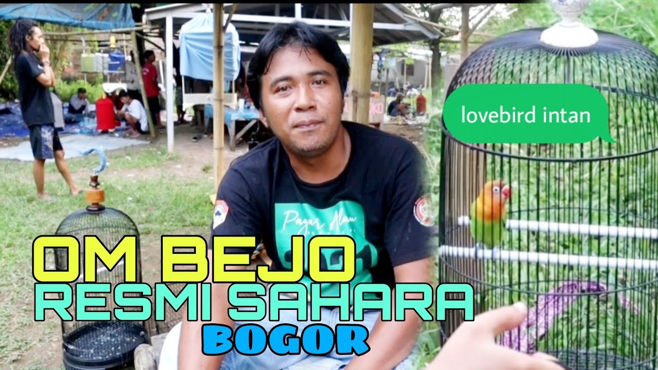 Begini rawatan dan setingan lovebird jemper agar stabil ngekek digantangan-OM BEJO