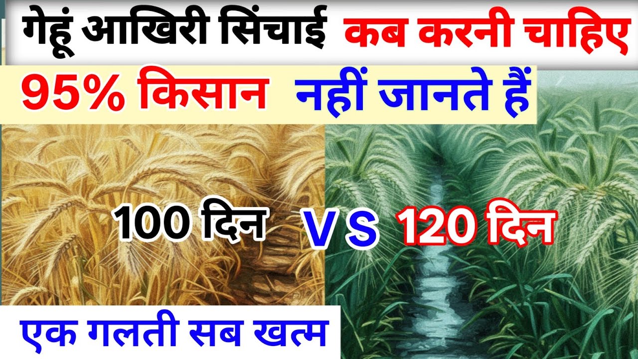 गेहूं  आखिरी सिंचाई कब करनी चाहिए l यहां पर 1 गलत सिंचाई पैदावार आधी l सारी मेहनत बेकार genhu kheti 
