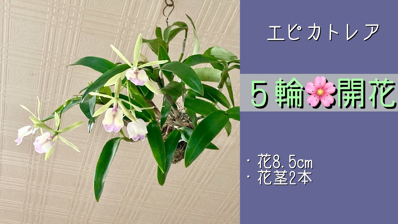 2026年2月7日　エピカトレア　5輪でも🌸満開　強健種　8.5cmの花　とても柔らかい色彩　