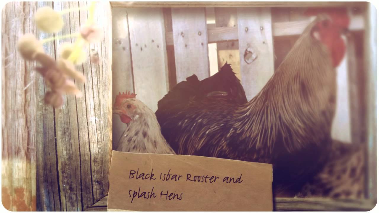 Isbar Chickens