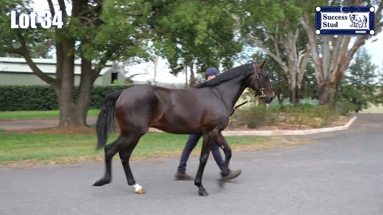 Lot 34 ART MAJOR USA / CLASSY BEACH NZ YEARLING COLT