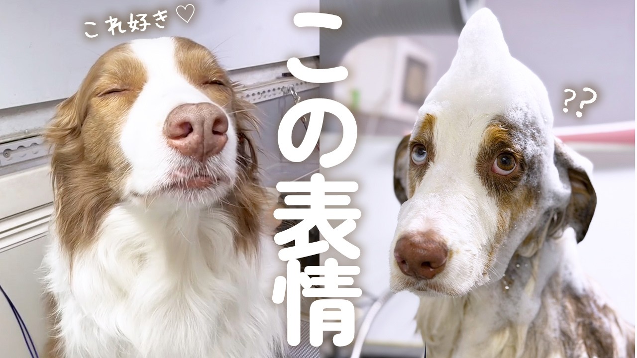 トリマーさんに完全に心を許した犬達が可愛すぎました😂【ボーダーコリー・オーストラリアンシェパード】