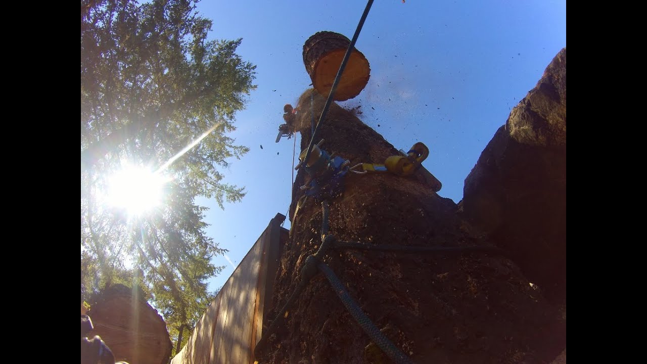 Tree Rigging