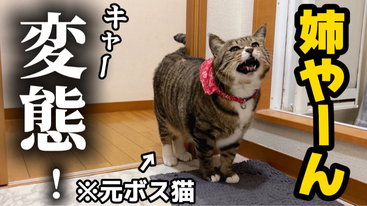 23歳一人暮らし。元ボス猫を家族に迎えたらストーカー被害がすごいのでそろそろ被害届を出そうか悩んでます