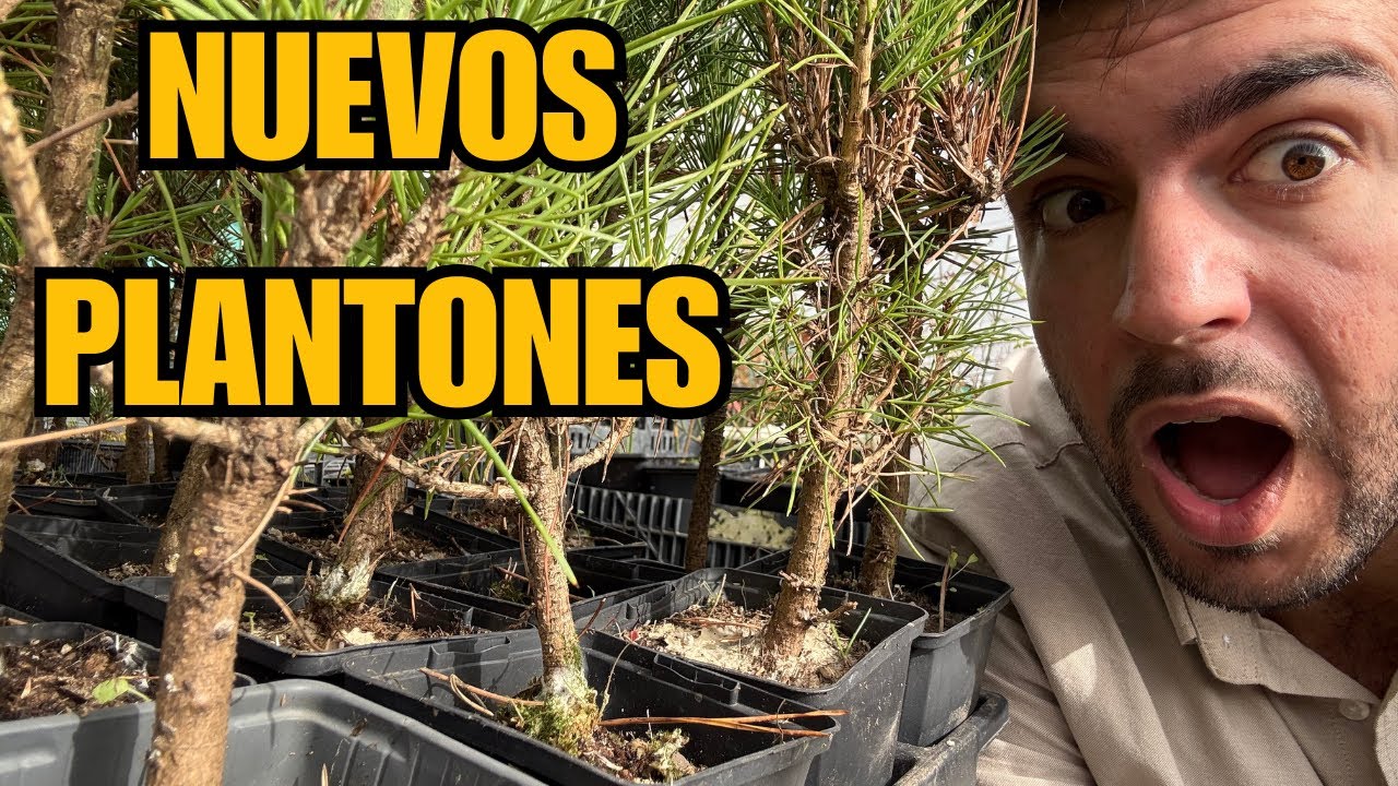Nuevo plantones disponibles Deshojo, Pinus Thunbergii