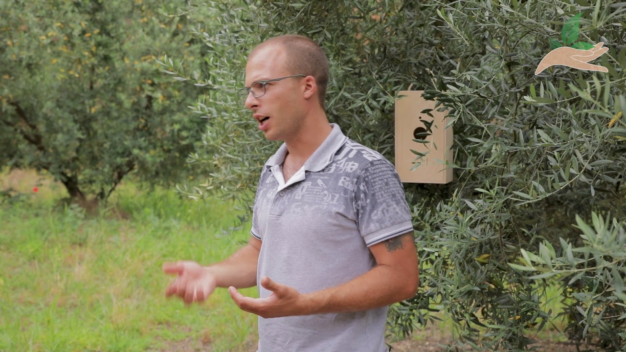Frutto Capoccione - Coltivatori di Emozioni