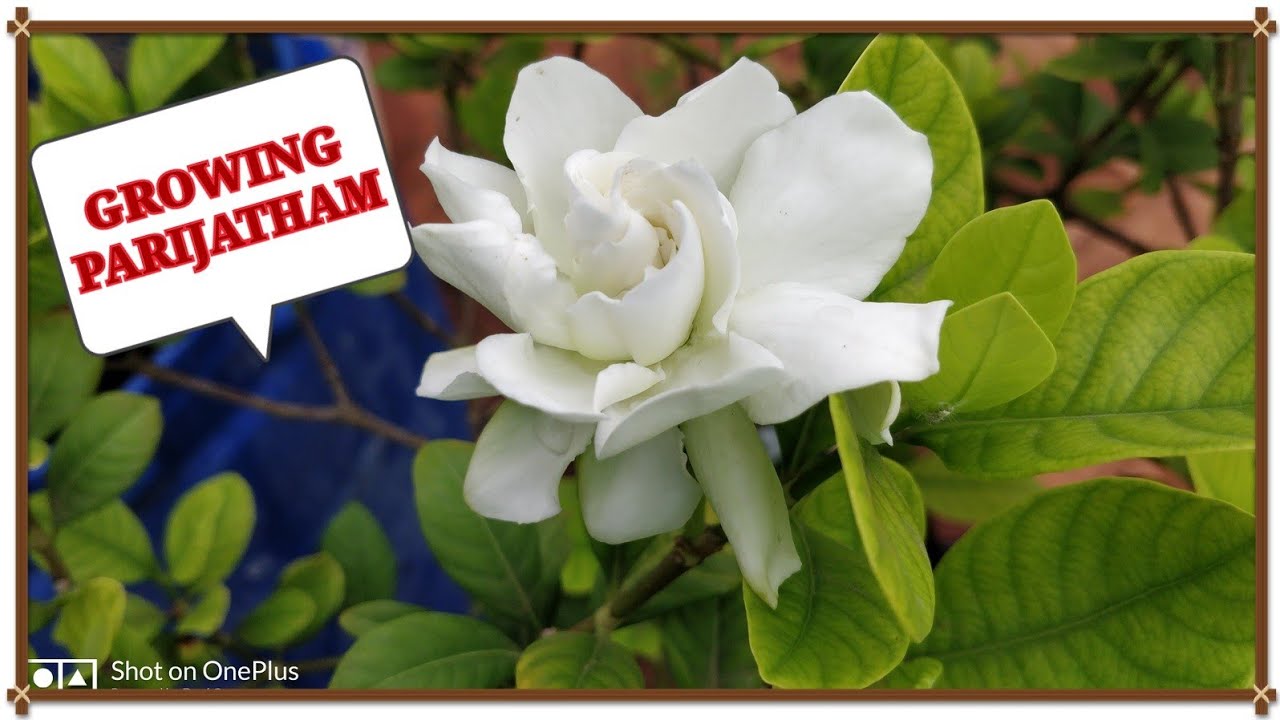 பாரிஜாதம் பூ வளர்ப்பு மற்றும் அதன் மருத்துவ பயன்கள்||How to grow PARIJATHAM flower plant?