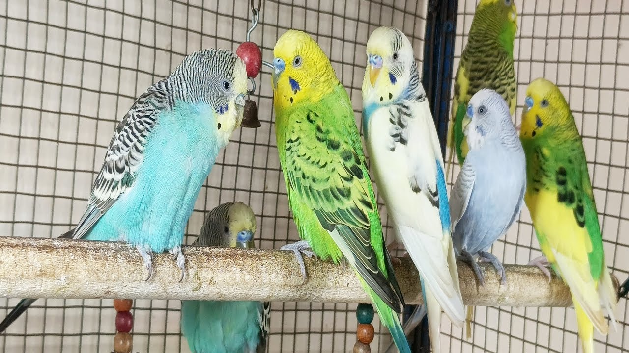 Over 12 Hours of Budgies Playing, Singing and Talking in their Aviary Budgie sounds for sad birds