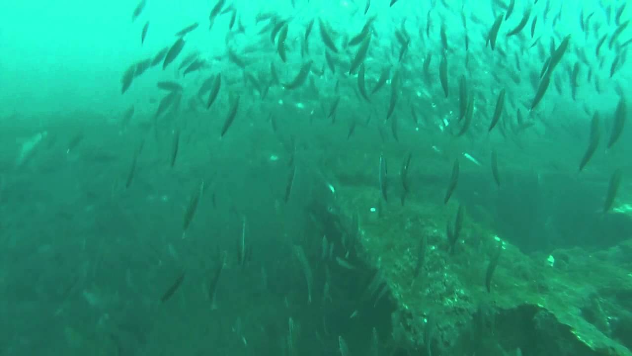 Sandbar Shark on the Hyde wreck with Aquatic Safaris Wrightsville Beach