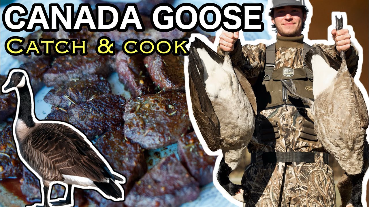 Canada Goose *CATCH & COOK* (Tastes like STEAK!!)