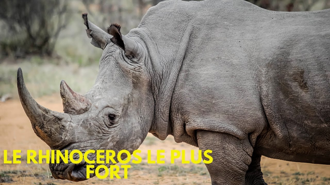 LE RHINOCEROS: LE PLUS PUISSANT MAMMIFERE TERRESTRE?
