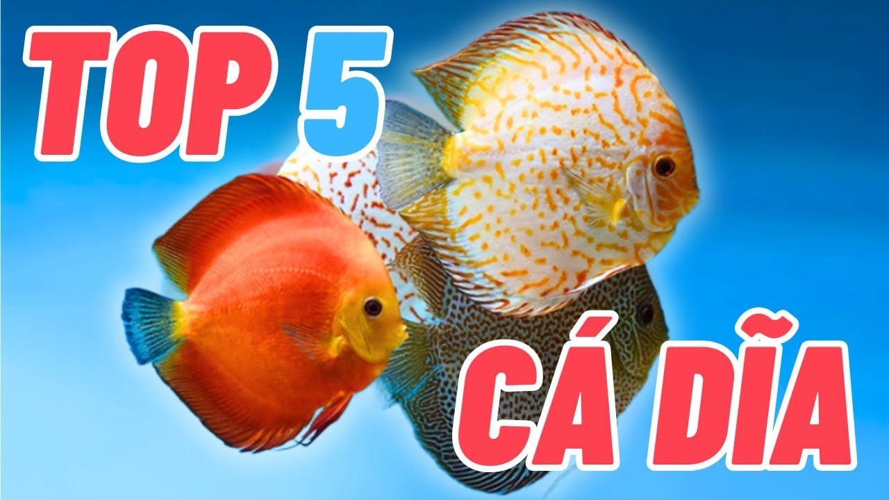 TOP 5 dòng cá đĩa đẹp và được nhiều cá thủ săn đón trên thị trường hiện nay