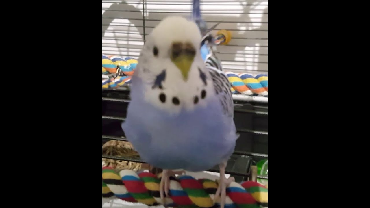 Jessie 'The Budgie' Female budgie talking & dancing