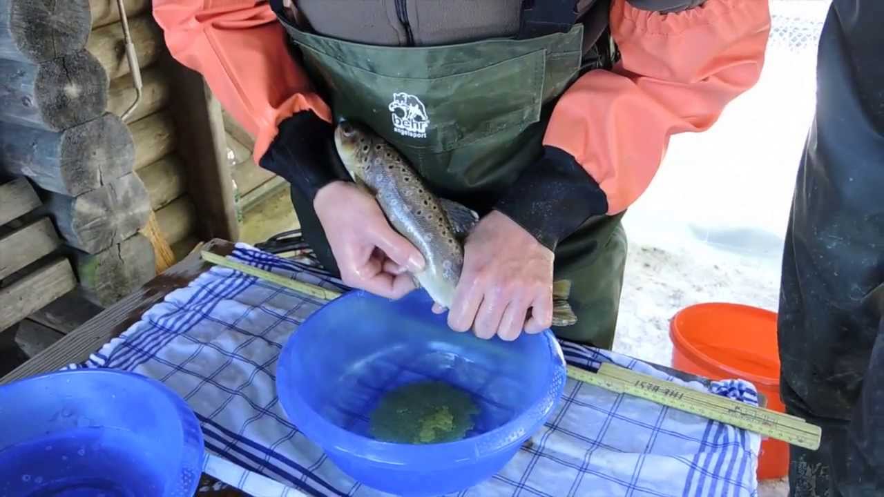 7. Fischen ... Angeln ... Streifen von Bach- und Seeforellen für die Nachzucht