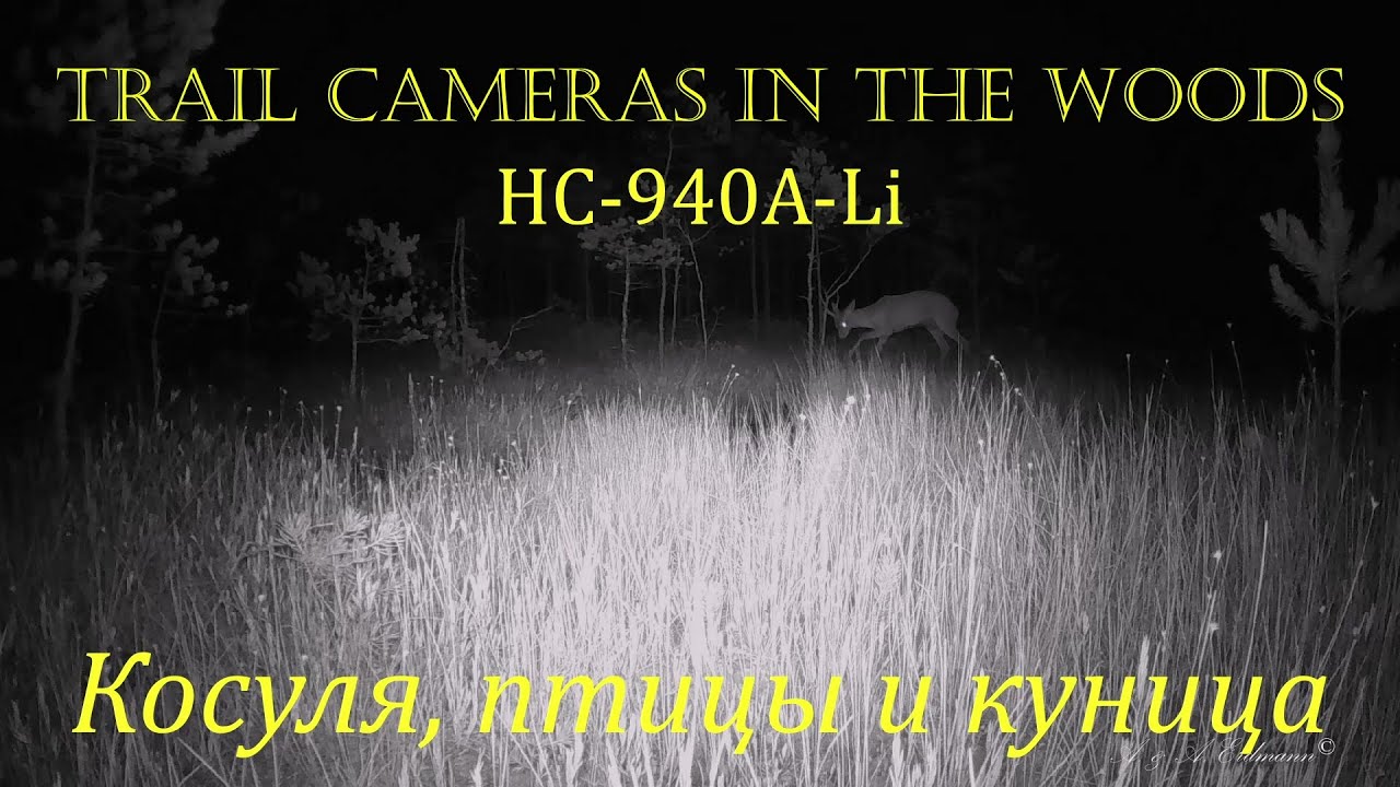 Косуля, птицы и куница TRAIL CAMERAS IN THE WOODS (HC-940A-Li)