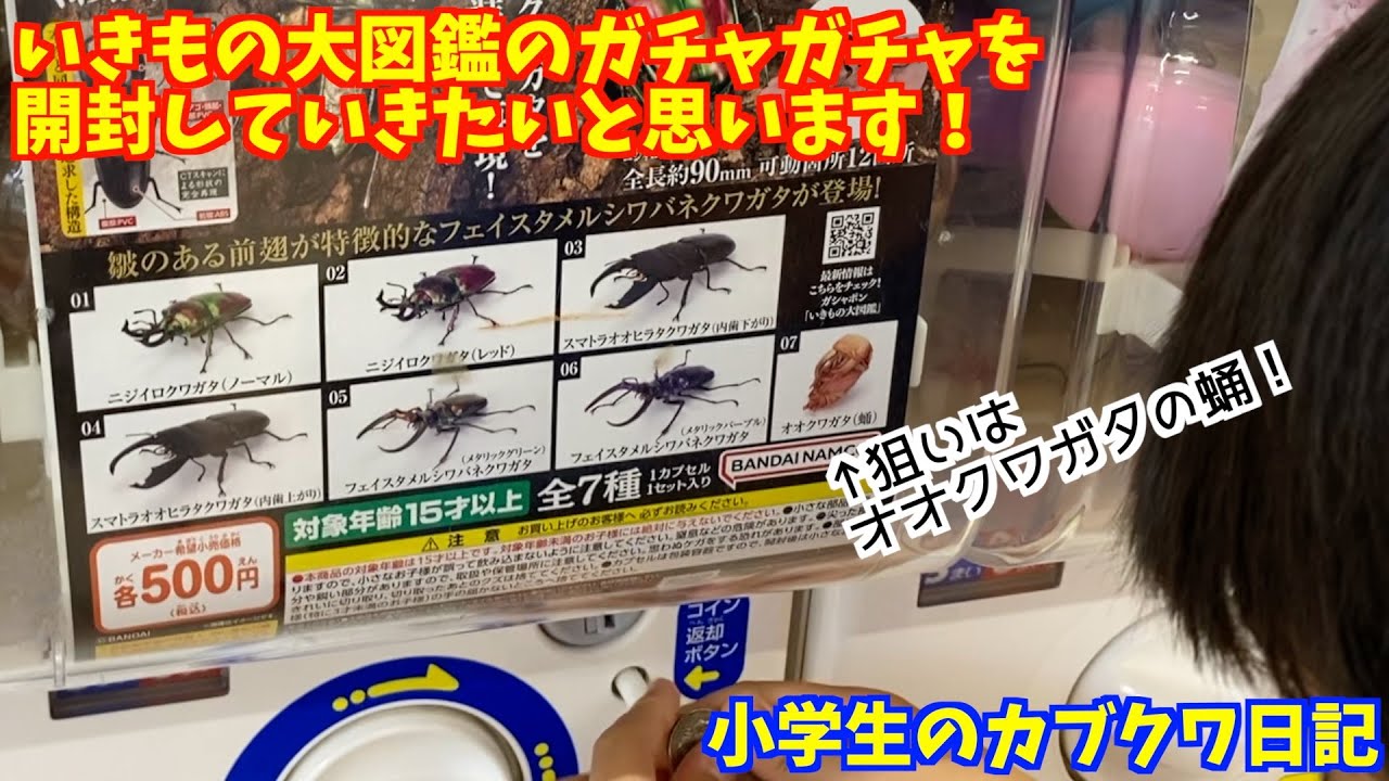 【開封動画】小学生ブリーダーがオオクワガタの蛹狙いで生き物大図鑑のガチャガチャを回してきました