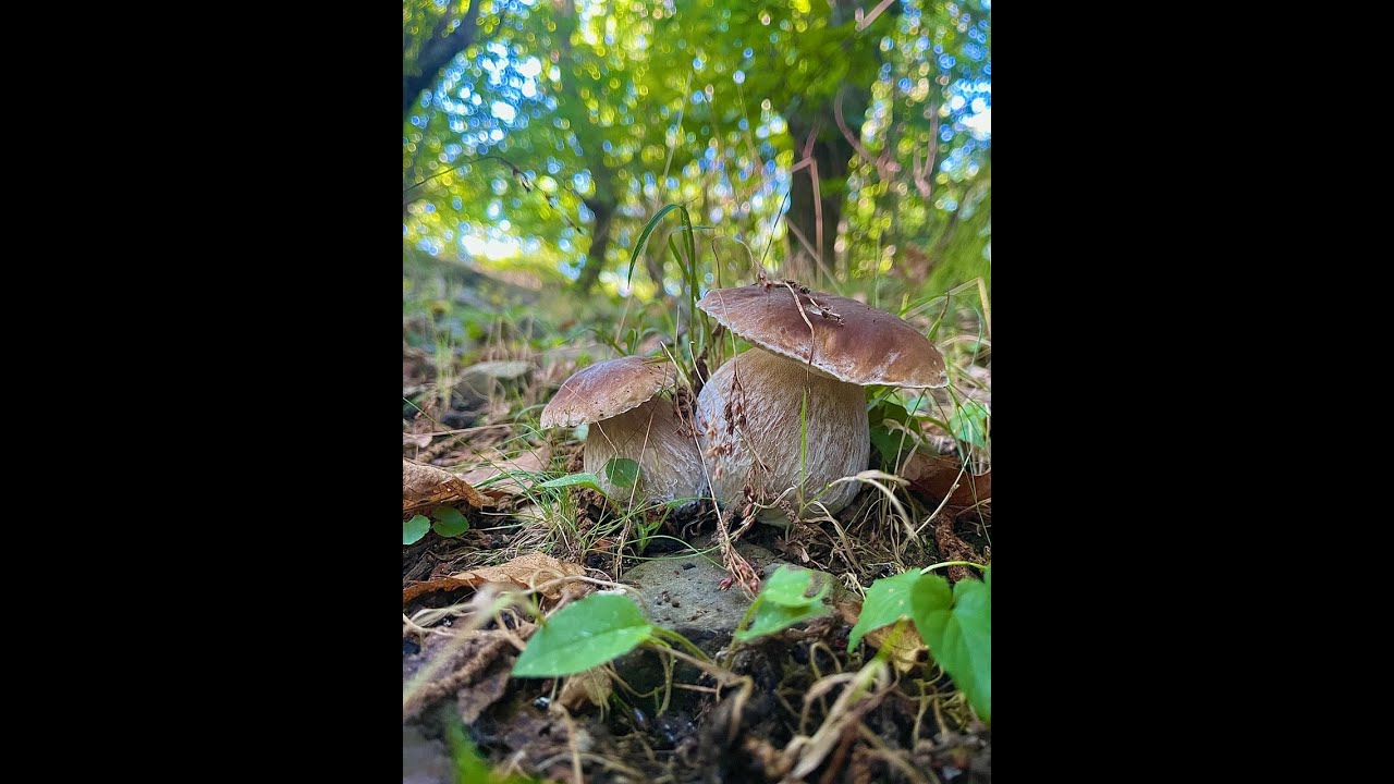 Esplosione bellissimi funghi porcini di castagno in lunigiana 2025