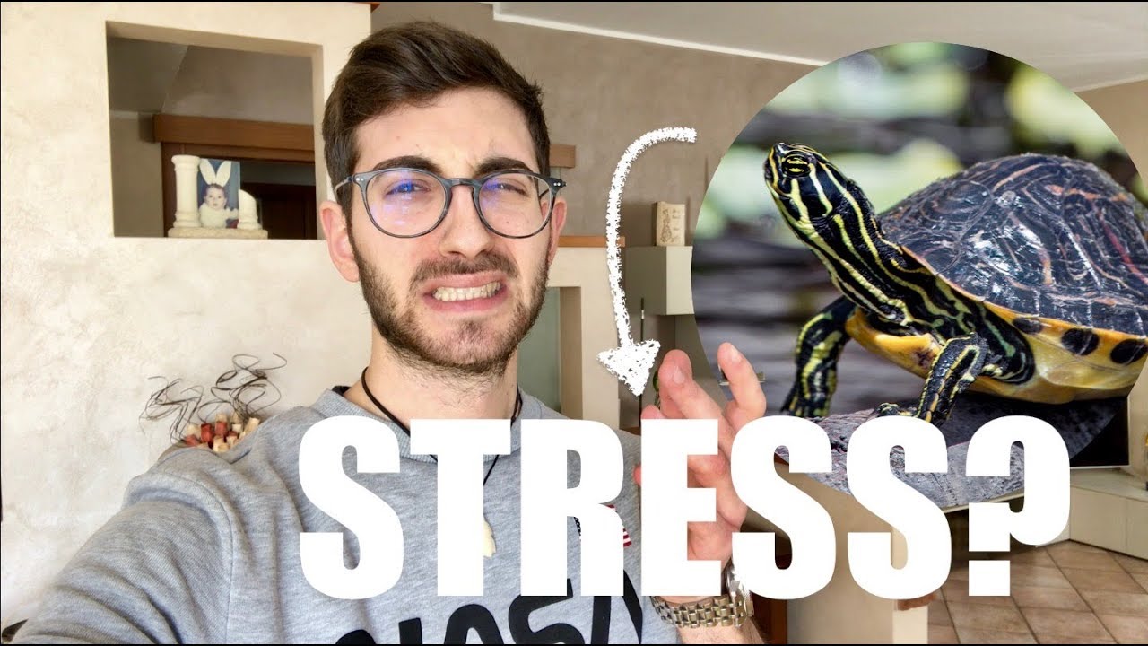 TARTARUGHE d'Acqua Dolce e STRESS! Quanto TOCCARE la tua Tartaruga d'Acqua?
