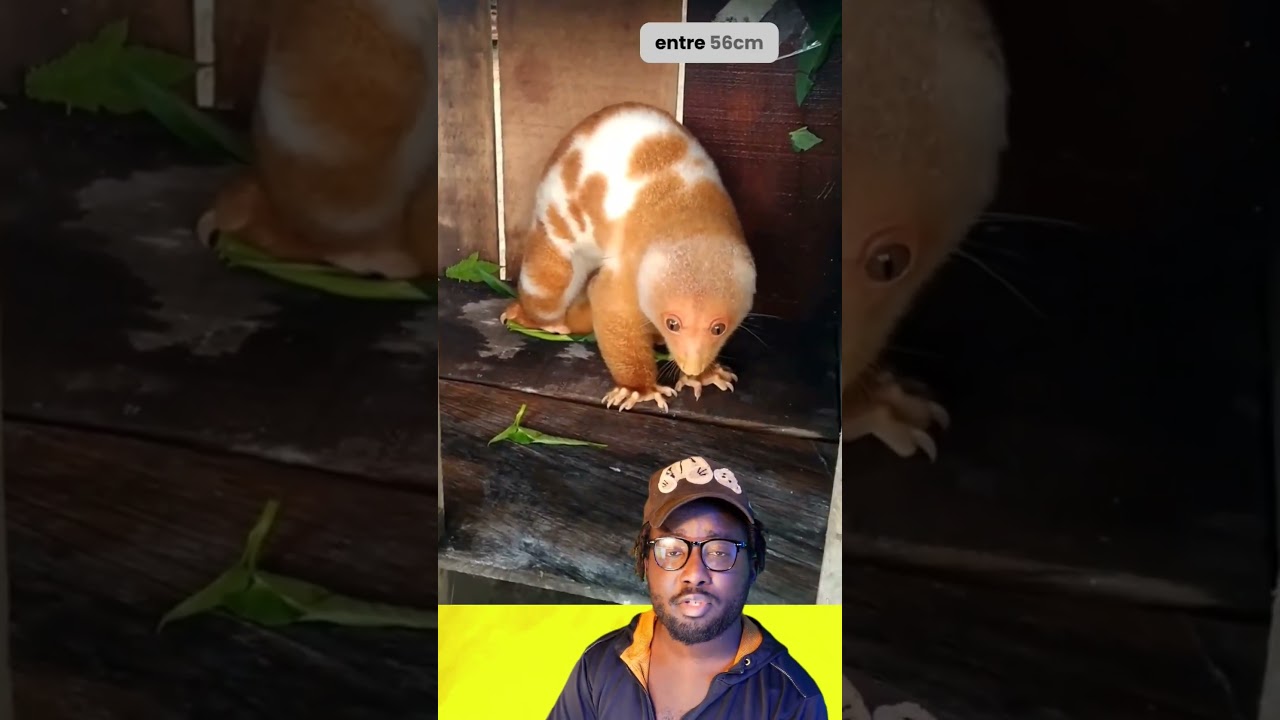 Le Couscous : Marsupial Myst&eacute;rieux 🐾 #Couscous #Marsupial #Australie