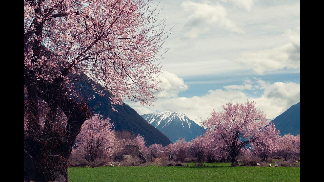Peaceful Tibetan Meditation Music 🌿 10 Min Relaxing Background for Mindfulness & Calm