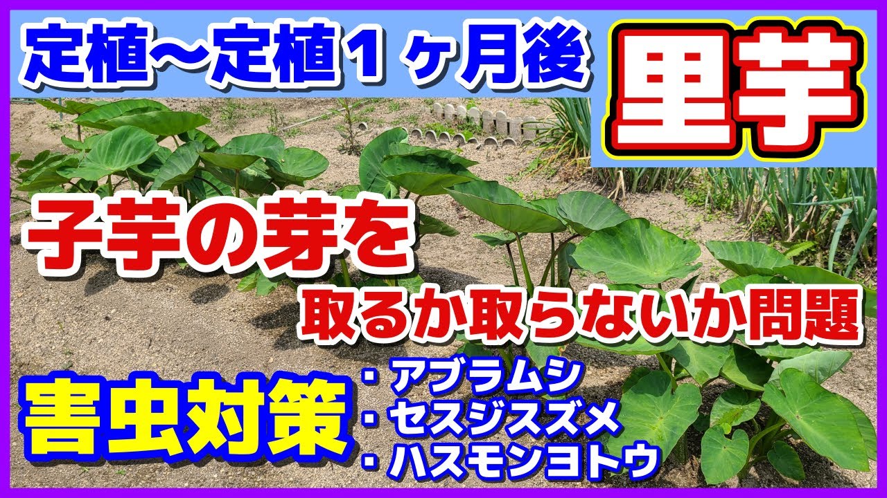 【里芋の子芋の芽は取る？残す？】定植～1ヶ月／芽出し方法・植え付け方／害虫対策（アブラムシ・セスジスズメ・ハスモンヨトウ）見つける卵はこんなやつ／夏のニームスプレーの注意点／赤芽芋・セレベス