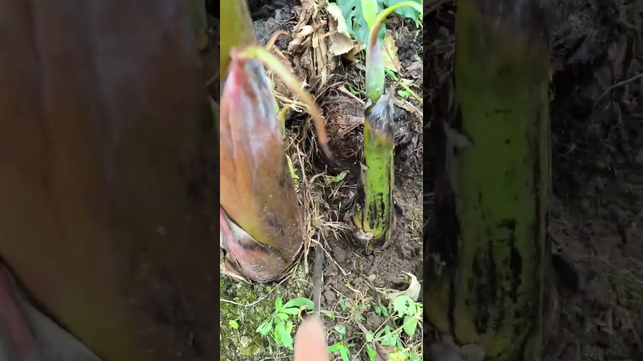 Te enseño como extraer la semilla de plátano y sembrar
