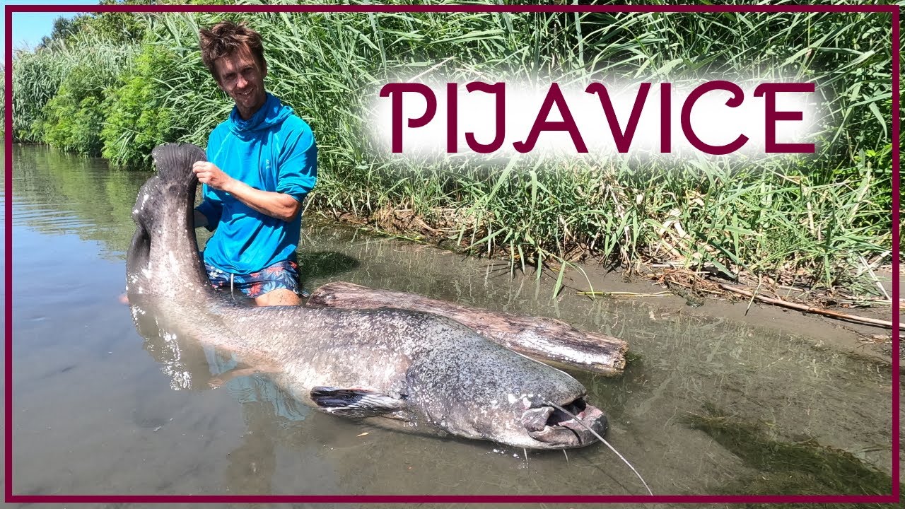 Sumec velký - všechny techniky | Vertikální lov # 6 | Pijavice !