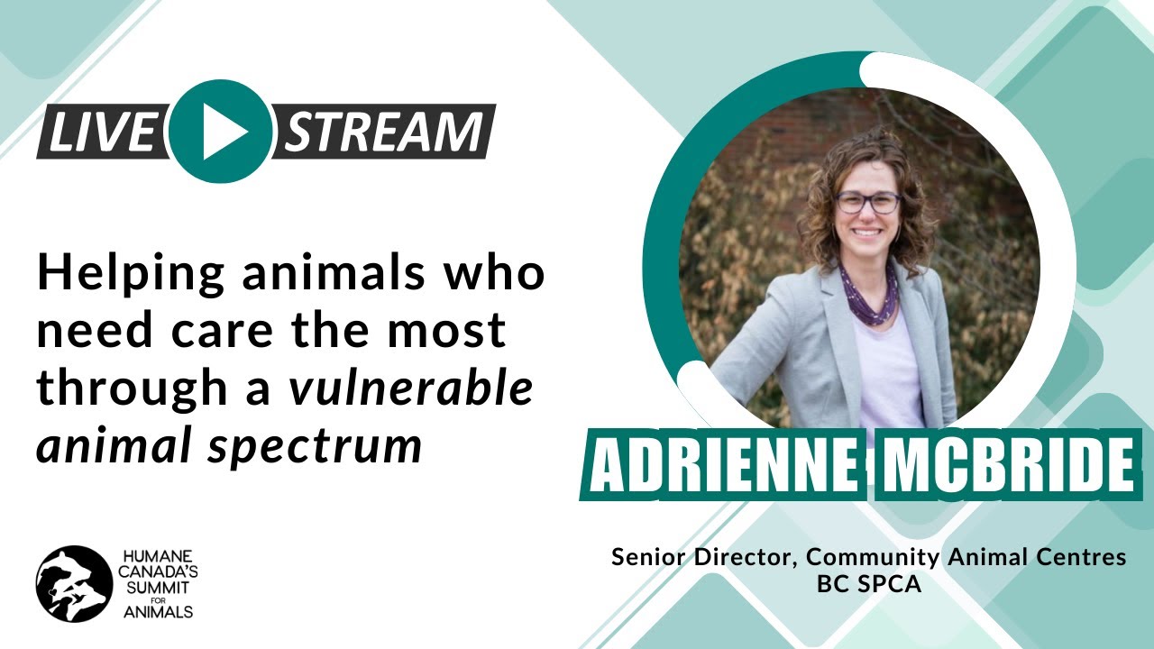 Helping animals who need care the most through a vulnerable animal spectrum