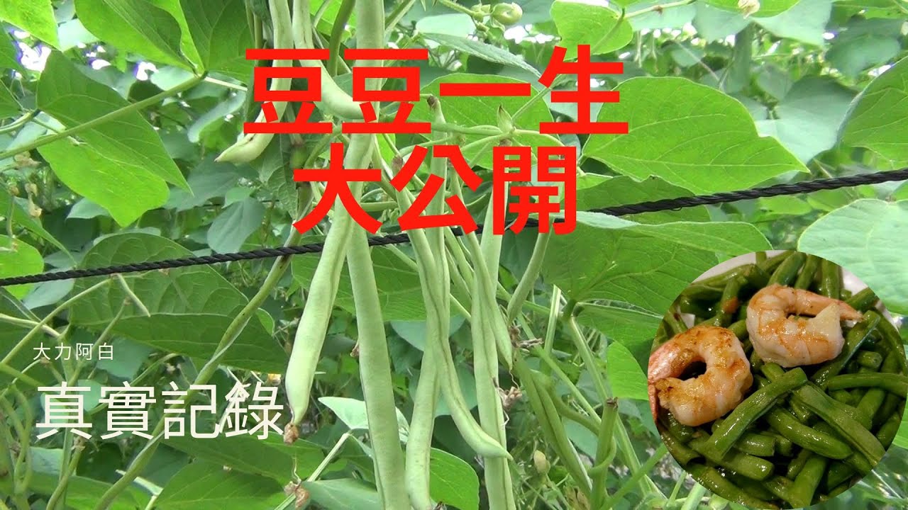 [大力的無限旅程]日月潭/頭社/農作物/四季豆的一生/菜豆/美食/營養健康/豆豆成長過程大公開